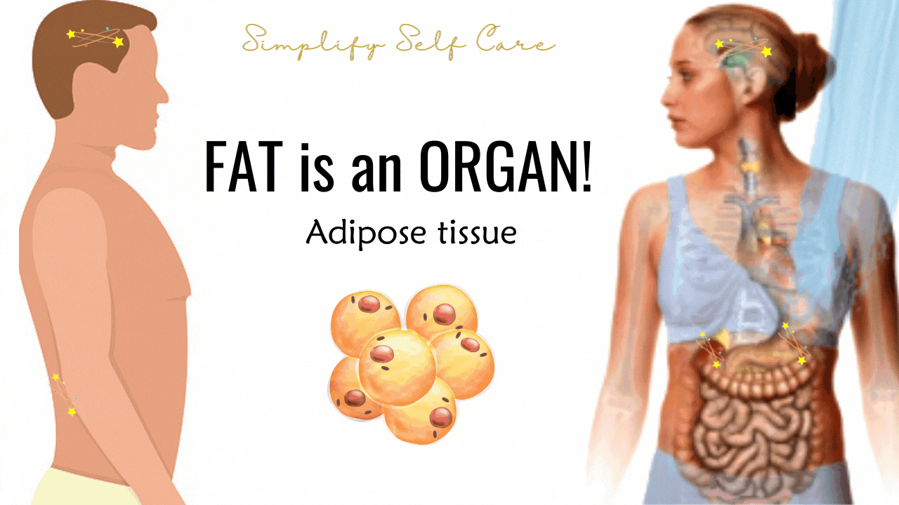 Fat is an Organ Man on Left woman on right fat cell in middle