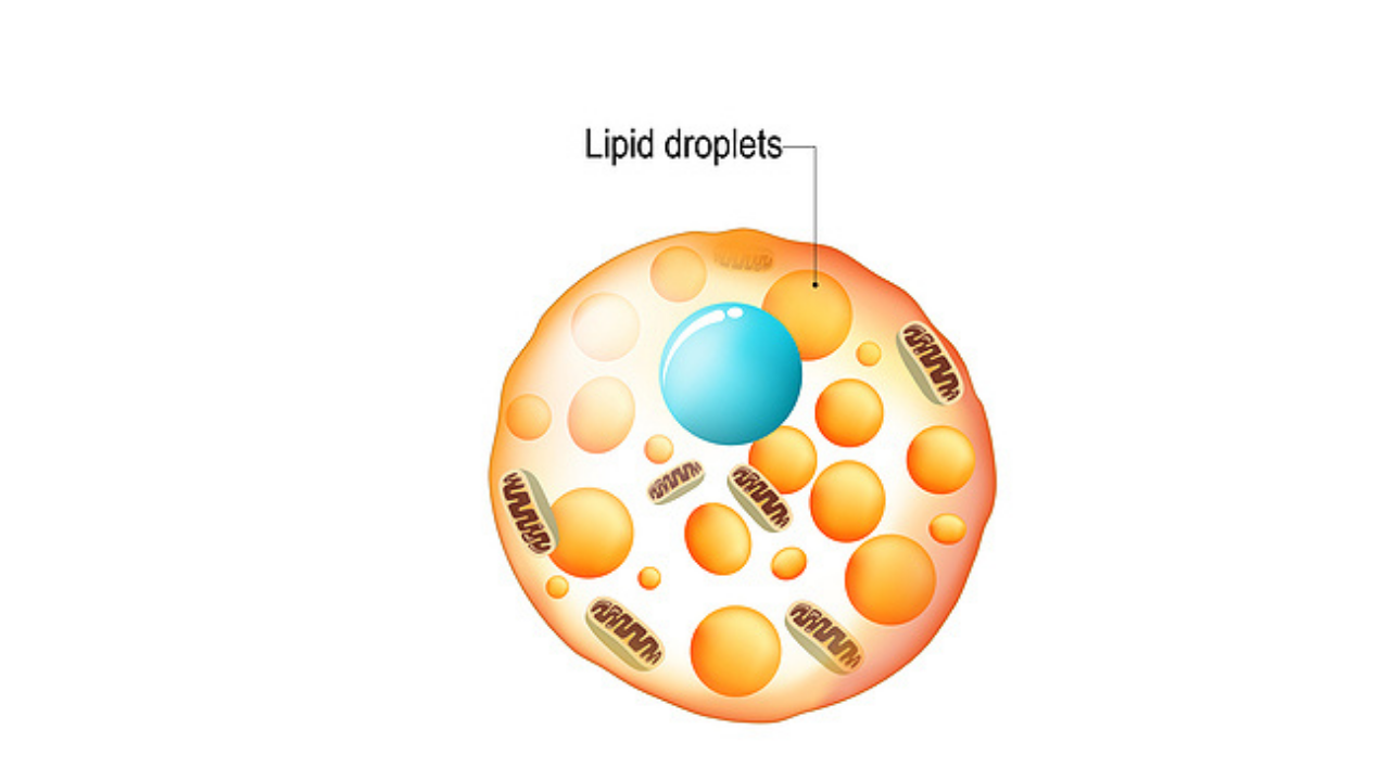 Illustration fat cell and fat droplets