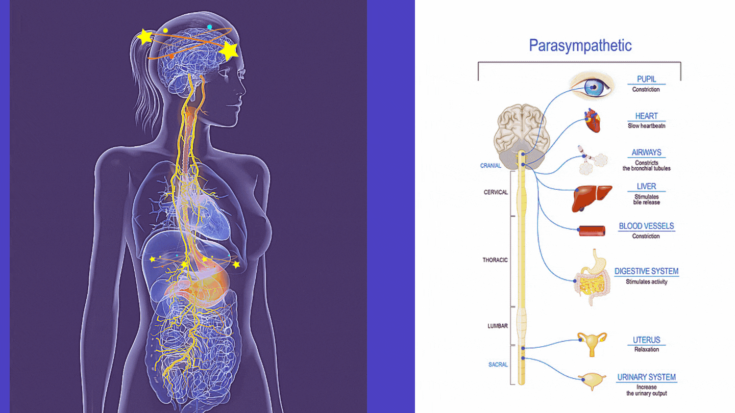 Neck Hump and the Vagus Nerve and HPA Axis to illustrate how scent can influence the self care of the entire body