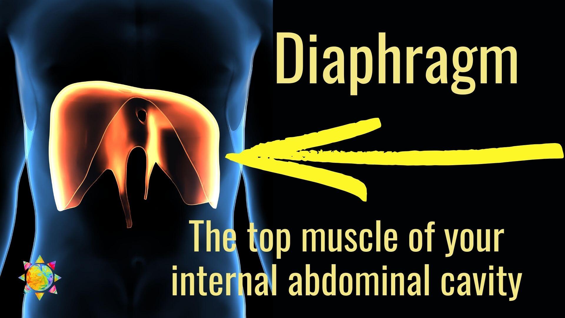 incontinence urge diaphragm the top omuscle of your abdominal cavity