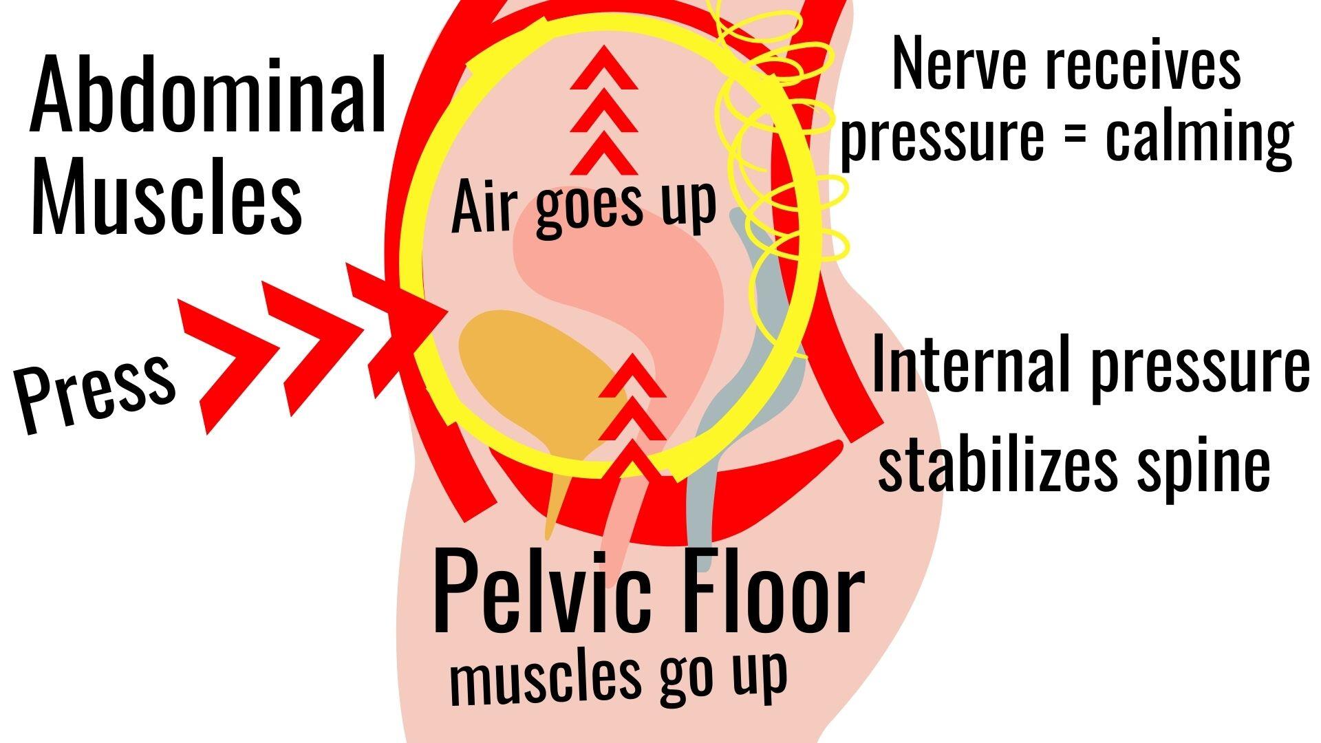 illustration, Diaphragm, Pelvic floor, E for E technique