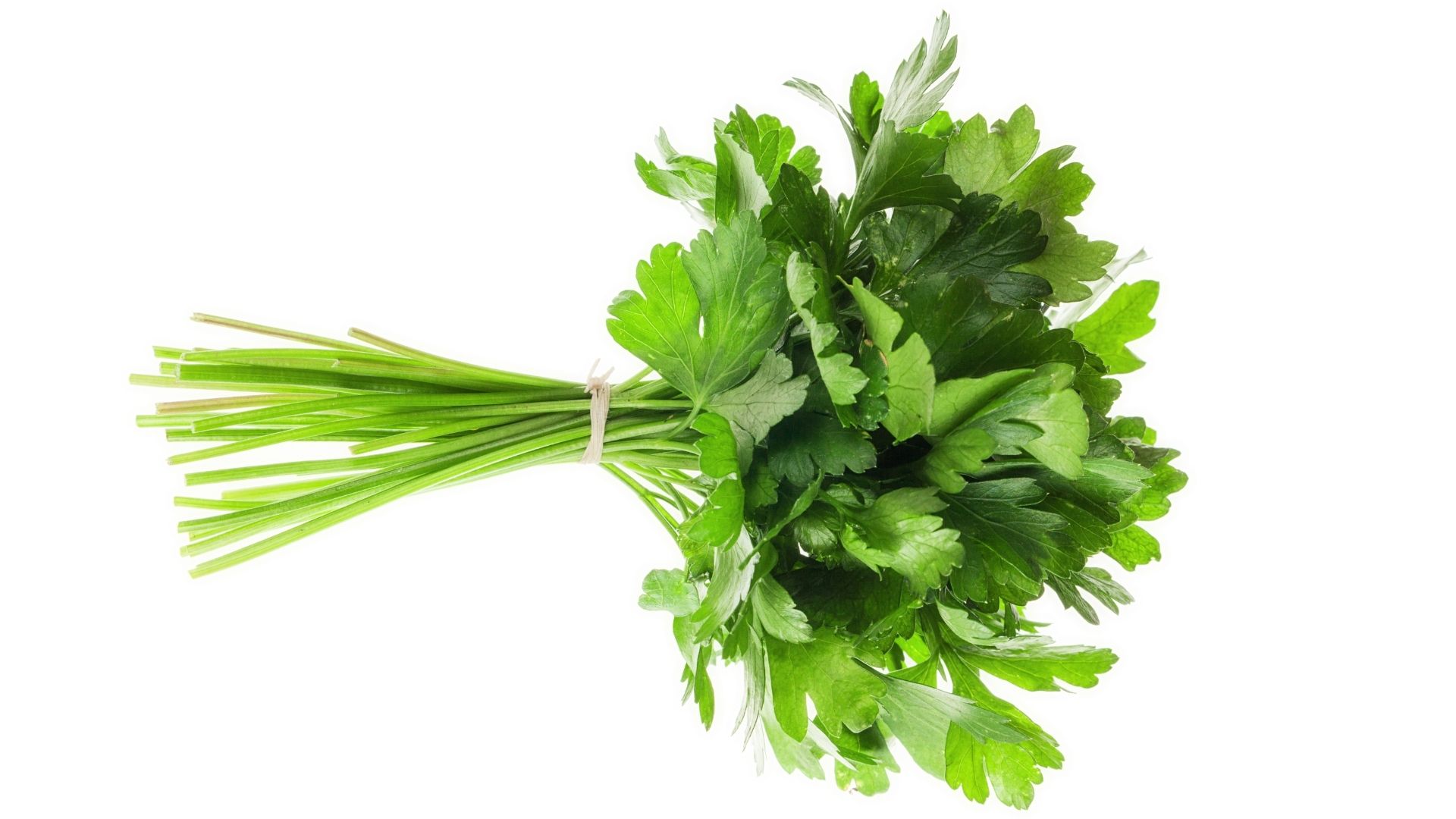 bunch of parsley on white background