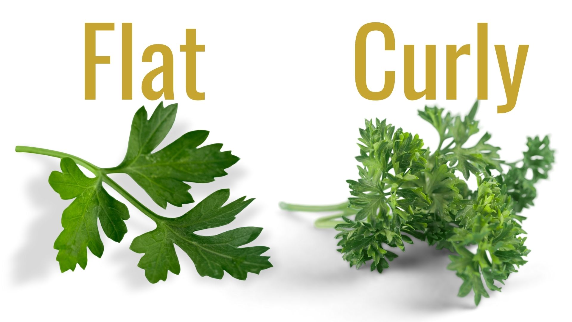 Parsley benefits for health from both flat leaf and curly leaf