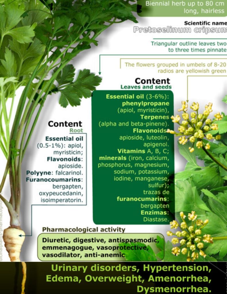 Parsley benefits for health infographic