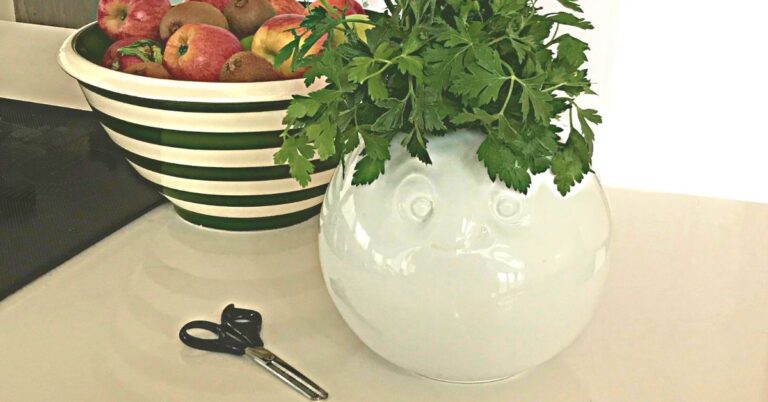 Parsley in vase with scissors next to it.