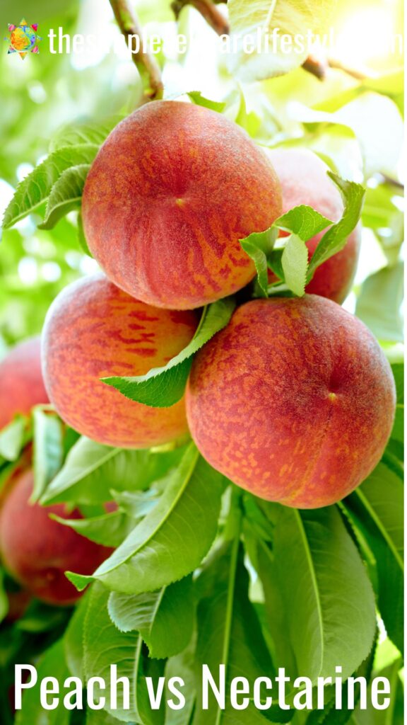 3 Peaches on tree. Wording Peaches vs Nectarines