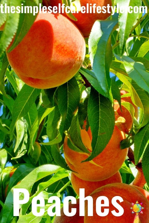 Apricot vs Peaches (Peach Tree)