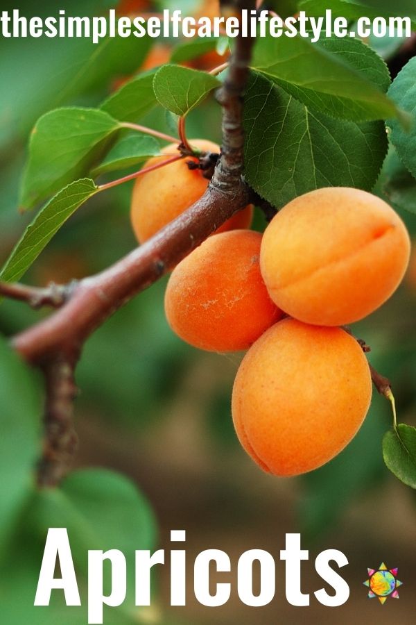 Apricots vs Peaches (Apricot Tree)