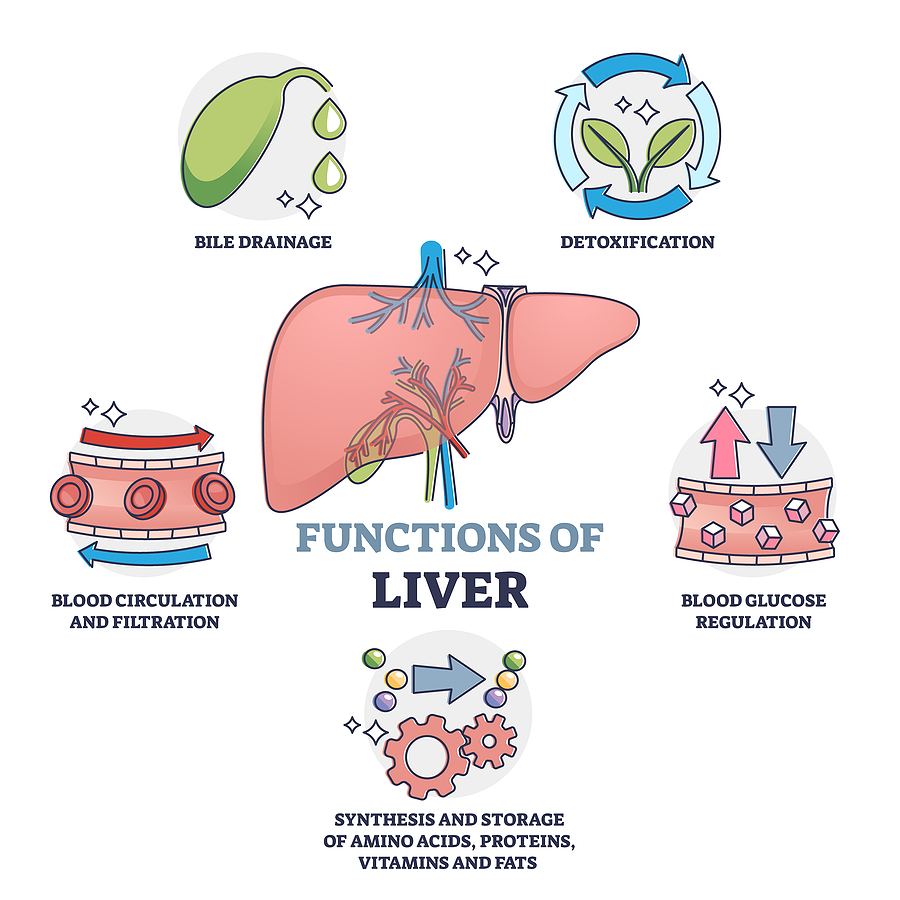 Functions of Liver