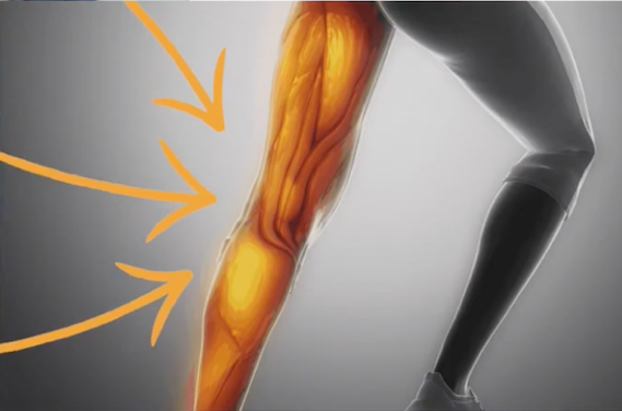 hamstring muscles highlighted on back of woman's leg