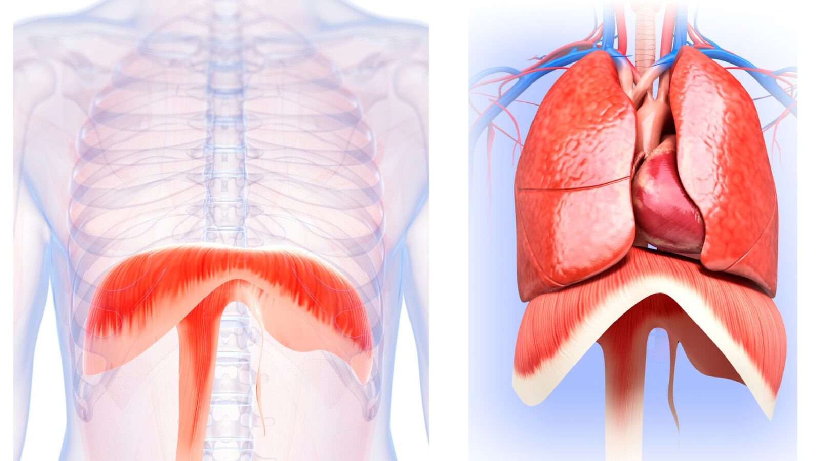 Neck Hump Diaphragm's role