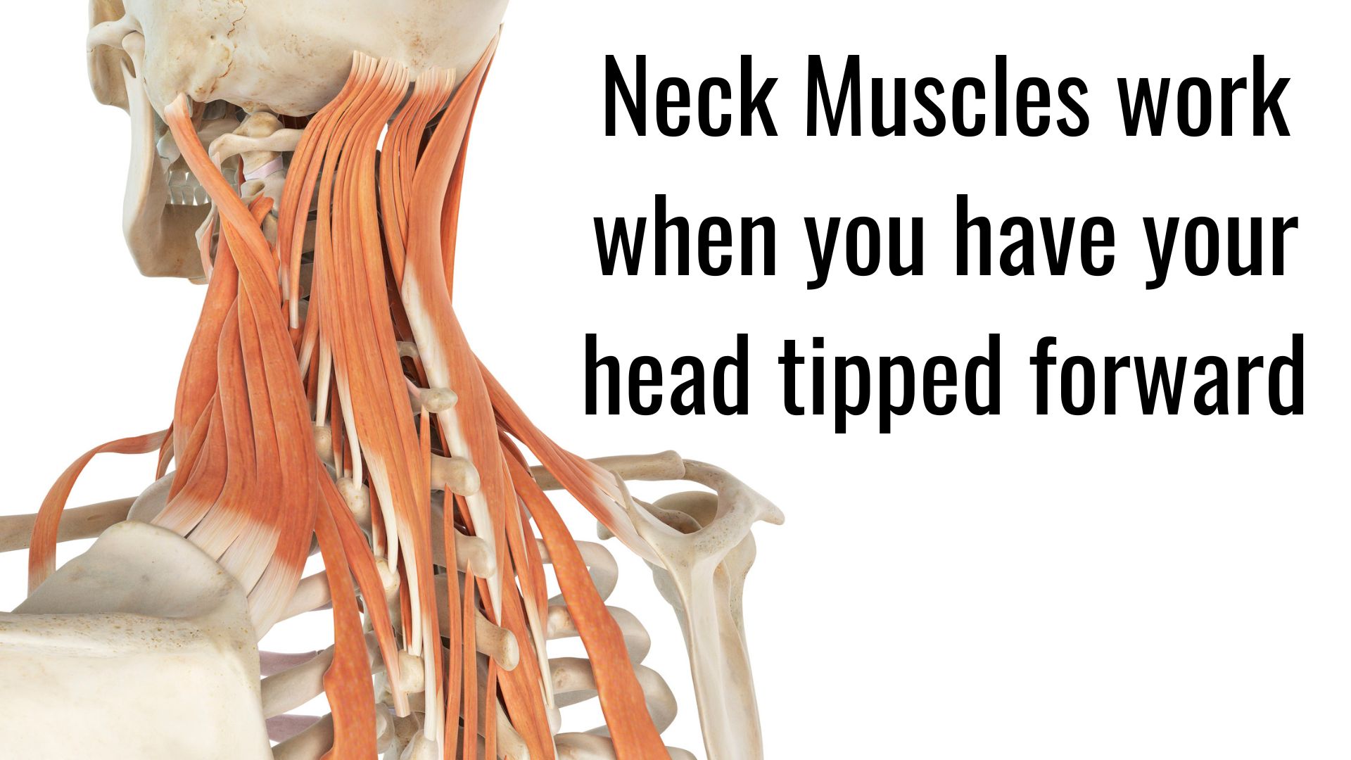 Neck hump neck muscles work hard when your head is tipped forward