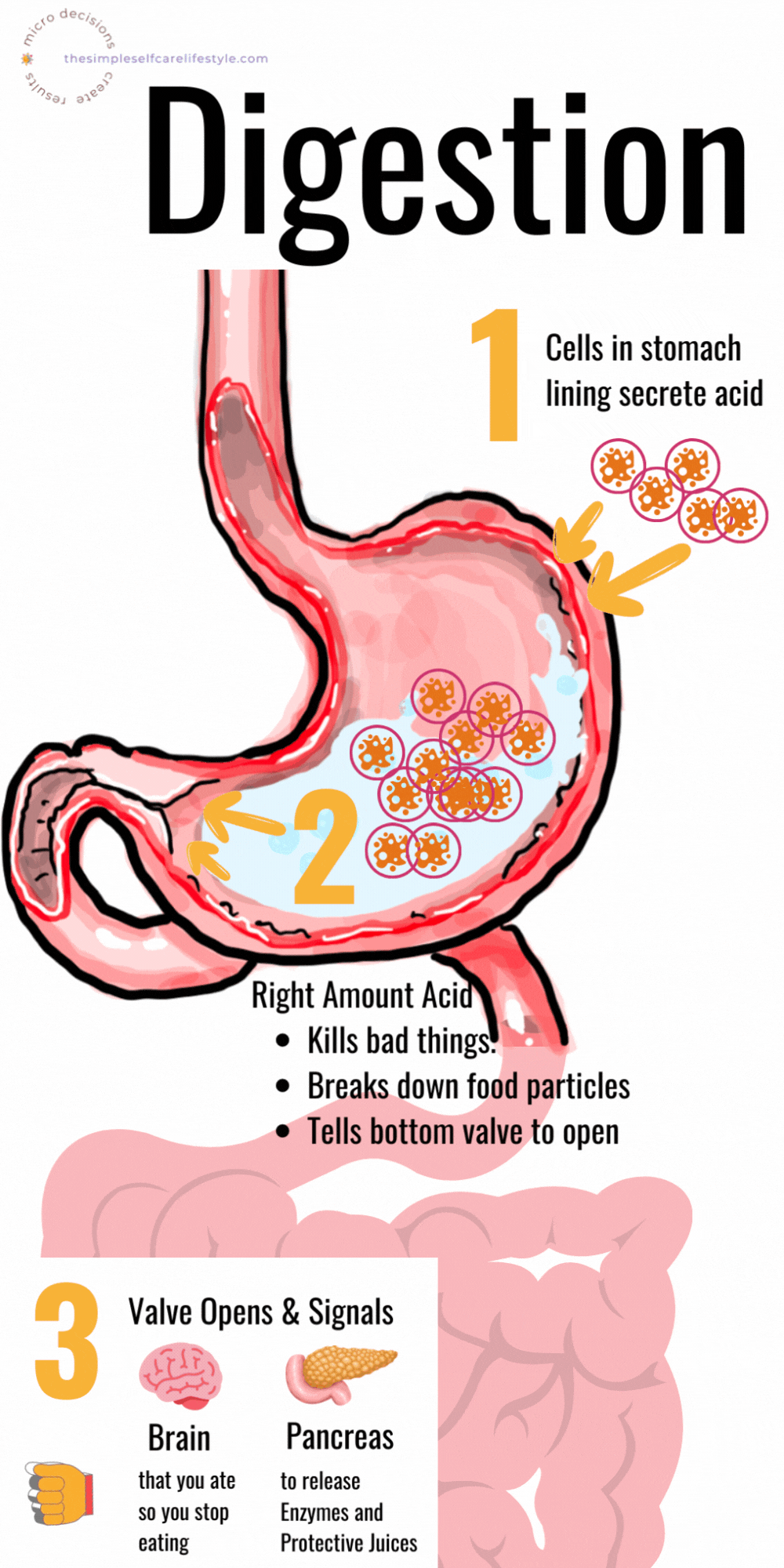 Good Digestion Cascade A Simplified Illustration