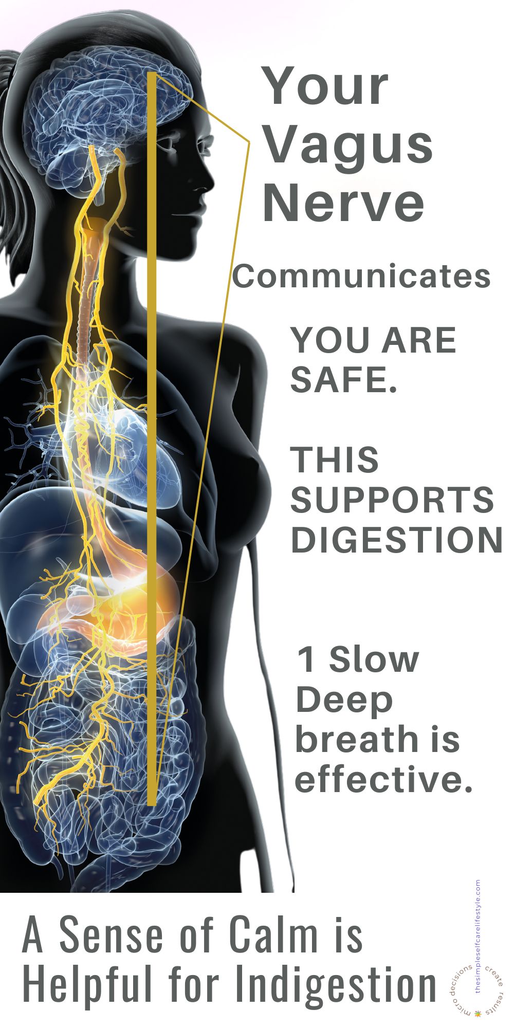 Illustration Vagus Nerve. Text. Slow Deep Breath Helps Vagus Nerve Communicate al is safe. Digestion is improved