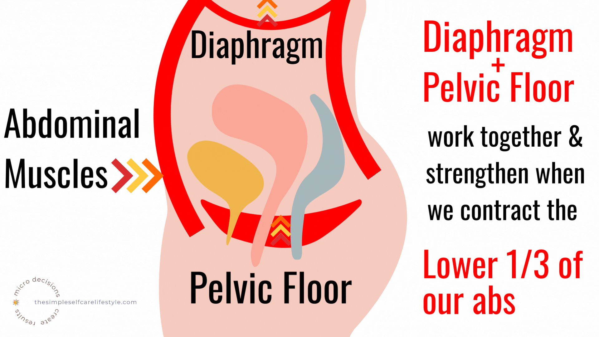 illustration of Pelvic Floor, Abs and Diaphragm in a torso Arrows showing how they work together