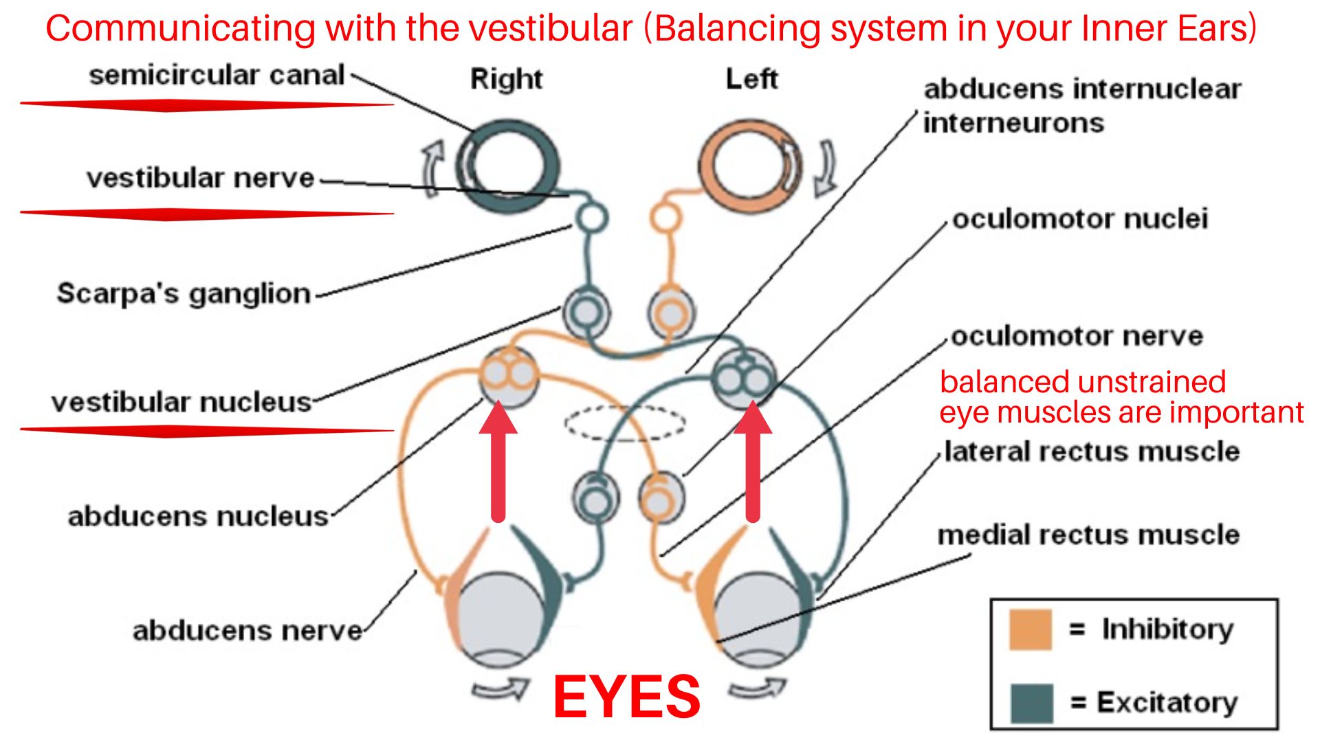 what helps for vertigo is understanding how the eyes can contribute