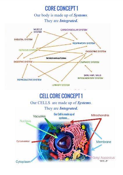Arrows pointing to and from the names of our body's systems showing how thry interconnect and depend on each other. Below is a 2nd image showing the Cells themselves have systems that depend on each other.