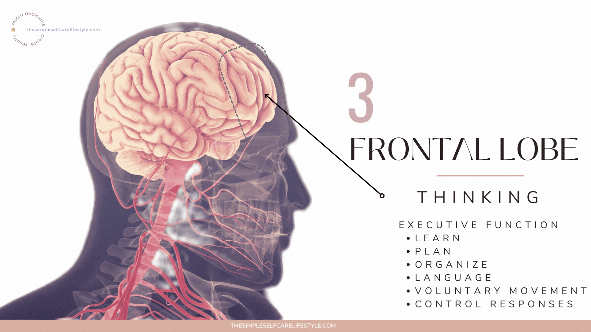 Frontal Cortex our communication center.