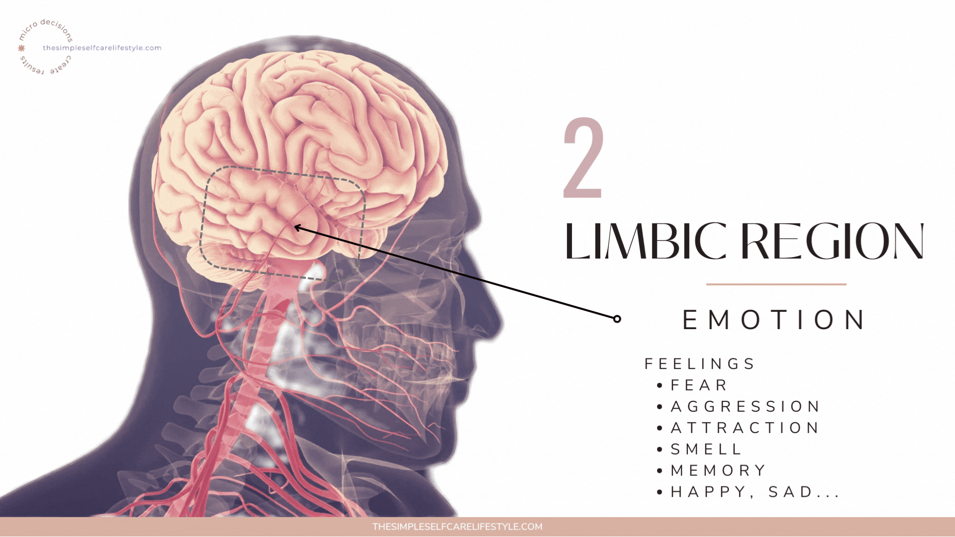 Limbic system. Its Job and Role in Anxiety