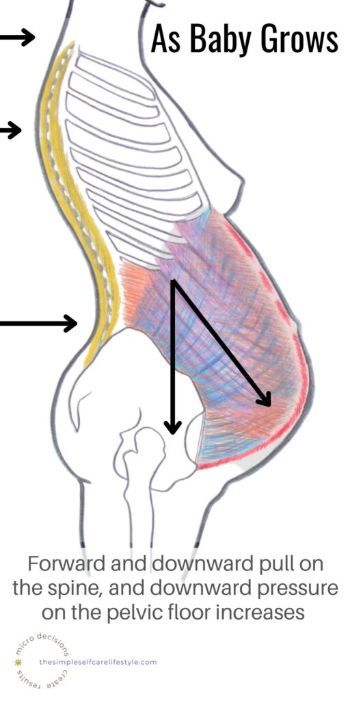 Illustration of the impact pregnancy has on the Spine and Pelvic Floor
