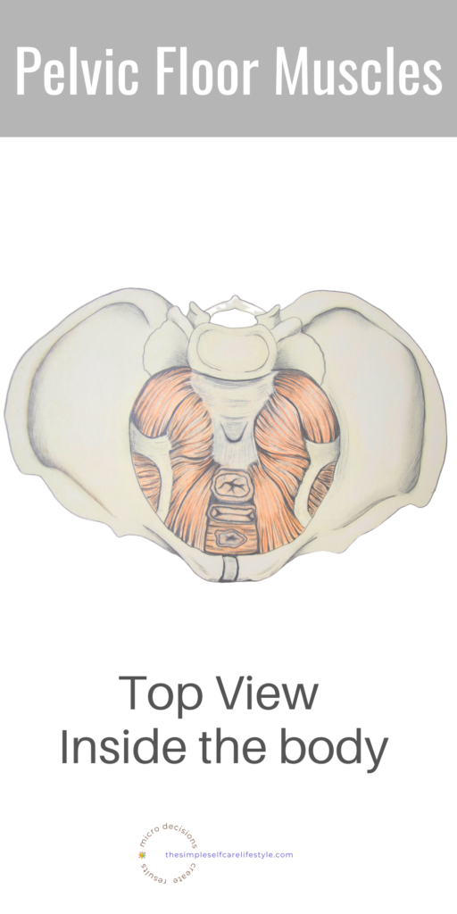 Pregnancy exercises Pelvic Floor Top View from Inside the body.