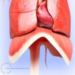 The Breathing Technique we should ALL know!. Illustration lungs, diaphragm