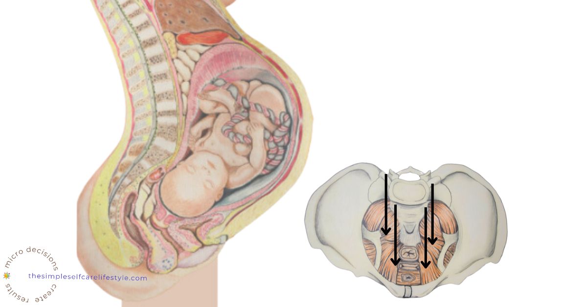 Pelvic floor during labor and delivery