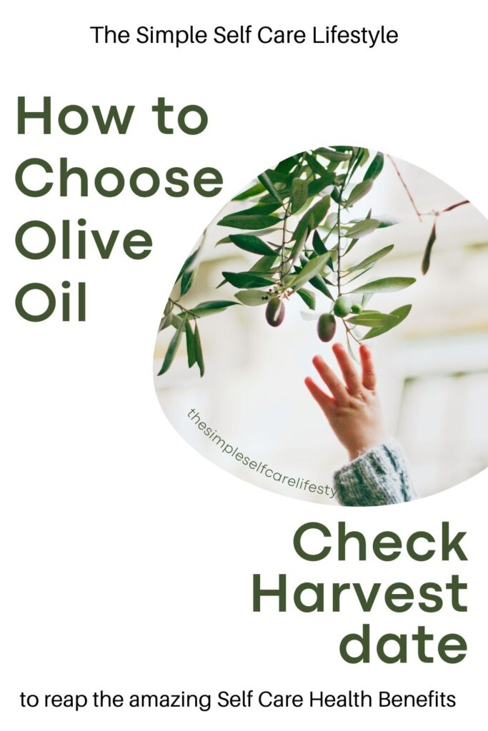 2 Healthy Oils: Olive Oil Check Harvest date. Photo hand reaching up into an Olive tree.