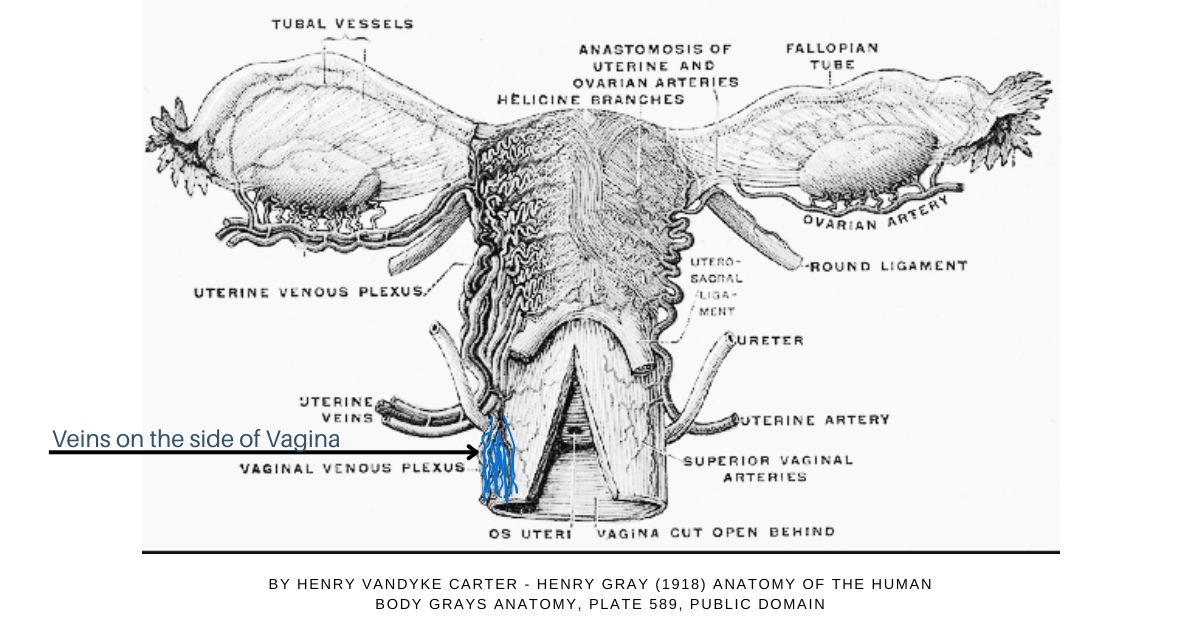 Anatomical illustration ovaries, uterus vagina blood vessels